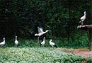 Homeland for the Oriental White Stork