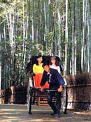 Bamboo Tunnel